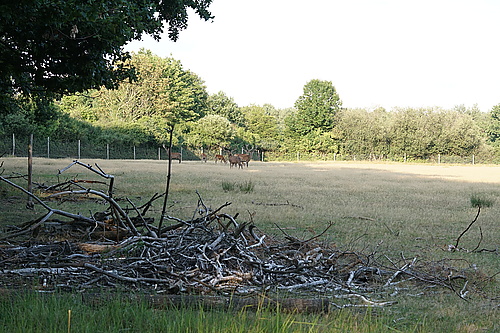 Rotwild im Tierpark Thräna