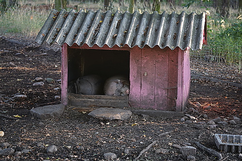 Schweine im Tierpark Thräna