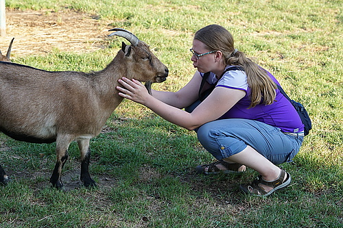 Ziegen im Tierpark Thräna