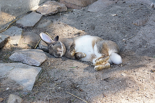 Karnickel im Ziegen- und Wildtierpark Thräna