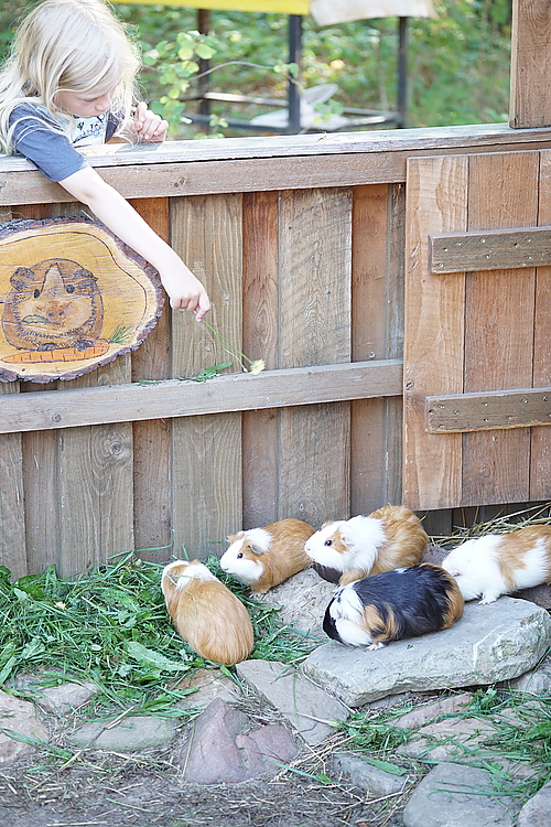 Meerschweinchen im Ziegen- und Wildtierpark Thräna