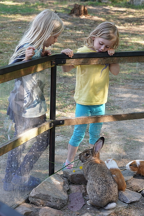 Meerschweinchen im Ziegen- und Wildtierpark Thräna