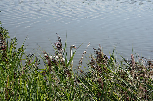 Teilstaubecken Reichendorf