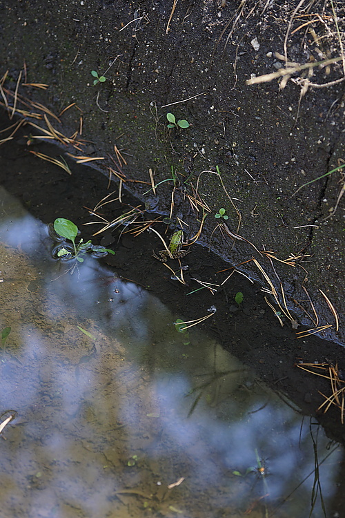 Frosch irgendwo im Wald bei Deutschbaselitz