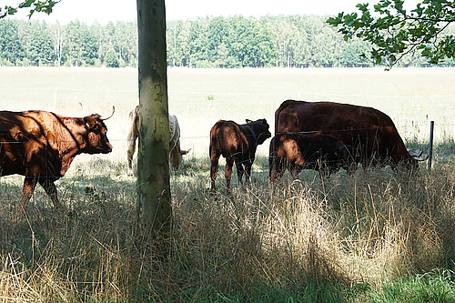 Kühe am Wegesrand