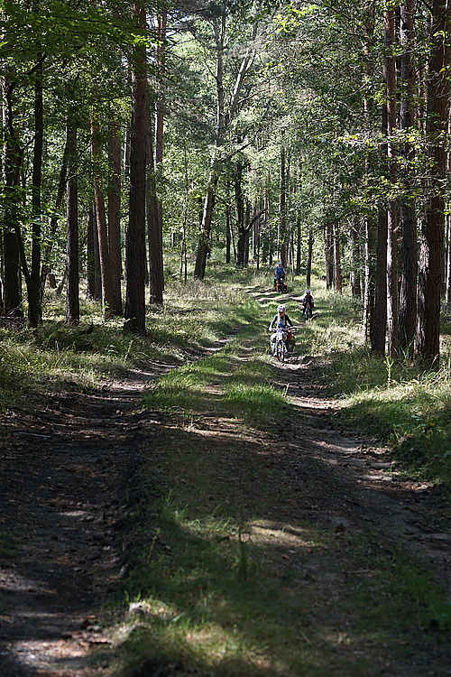 irgendwo im Wald bei Deutschbaselitz