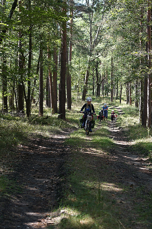 irgendwo im Wald bei Deutschbaselitz