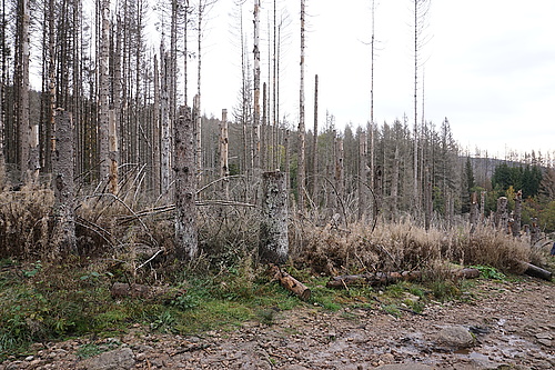 der Borkenkäfer wirkt am Brocken