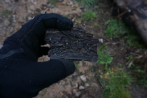 der Borkenkäfer wirkt am Brocken