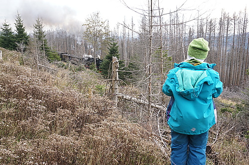 Brockenbahn am Bahnparallelweg Brocken