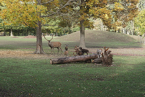 Rothirsch im Wildtierpark Edersee