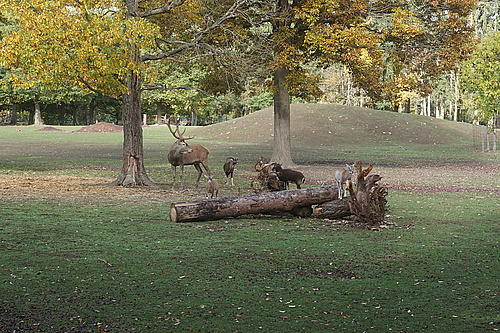 Rothirsch im Wildtierpark Edersee