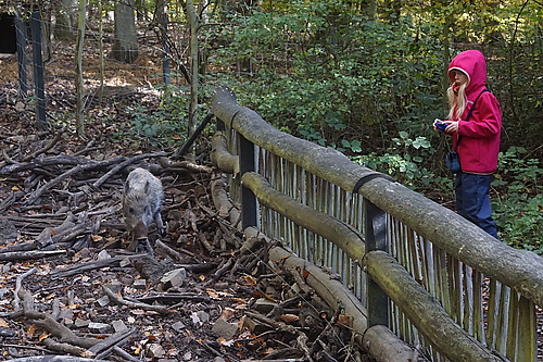 Wildschwein im Wildtierpark Edersee