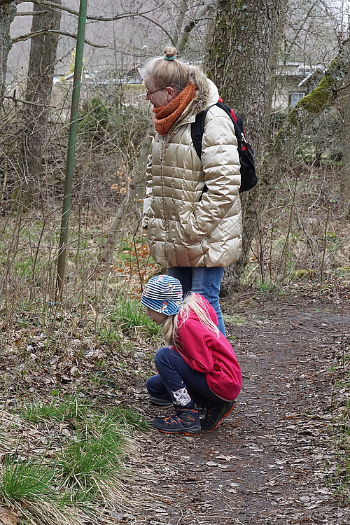 Kröten am Wegesrand beobachten