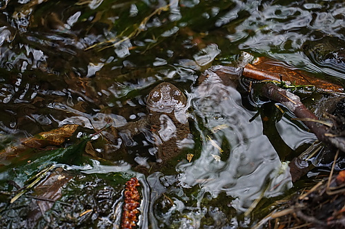 Kröten im Teich