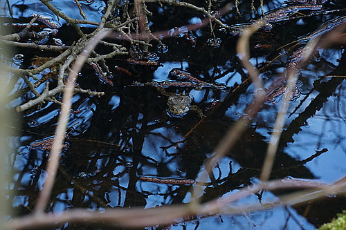 Kröten im Teich