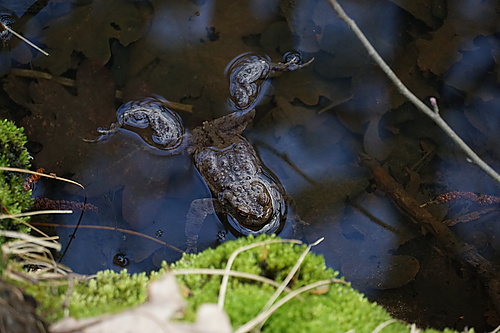 Kröten im Teich