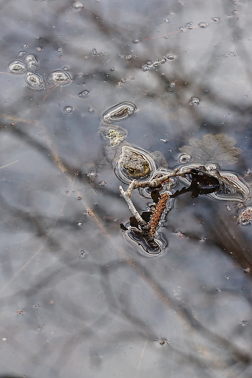 Kröten im Teich