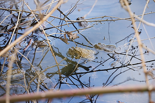 Kröten beim Laichen