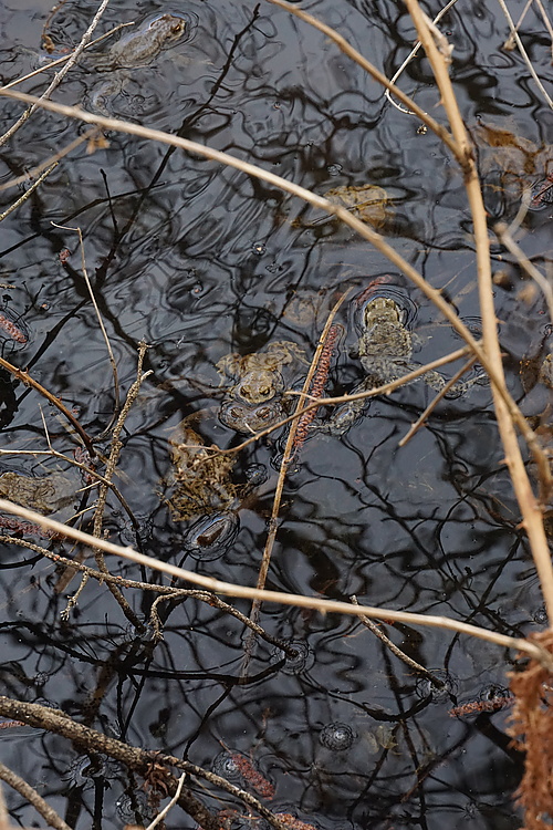 Kröten beim Laichen