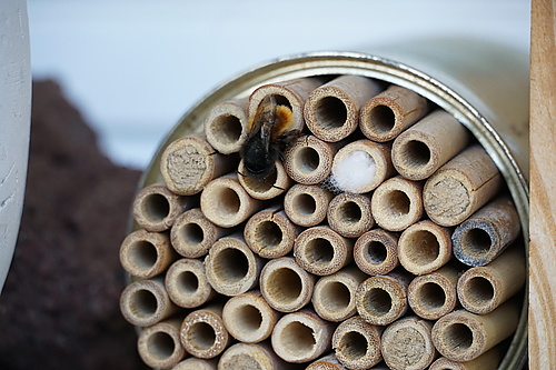 Bienen bei der Eiablage