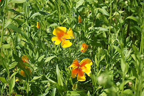 Californischer Mohn