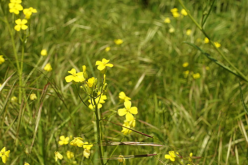 Echte Zackenschote