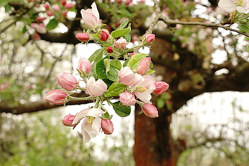Apfelblüten in Nahaufnahme