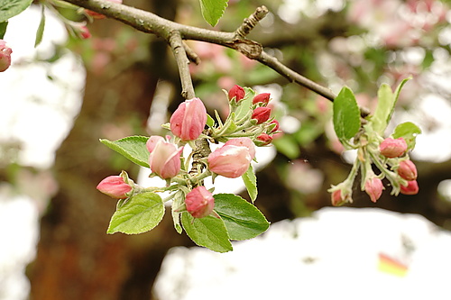 Apfelblüten in Nahaufnahme