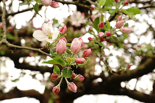 Apfelblüten in Nahaufnahme