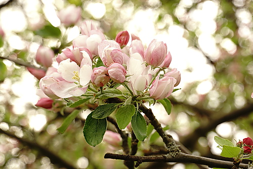Apfelblüten in Nahaufnahme