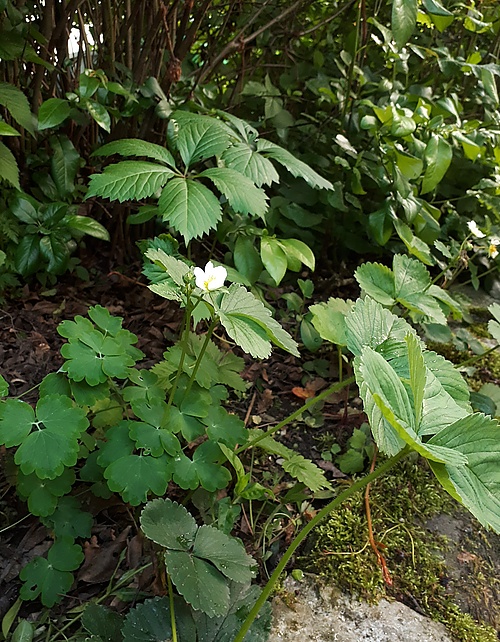 Erdbeeren am Terrassen-Rand