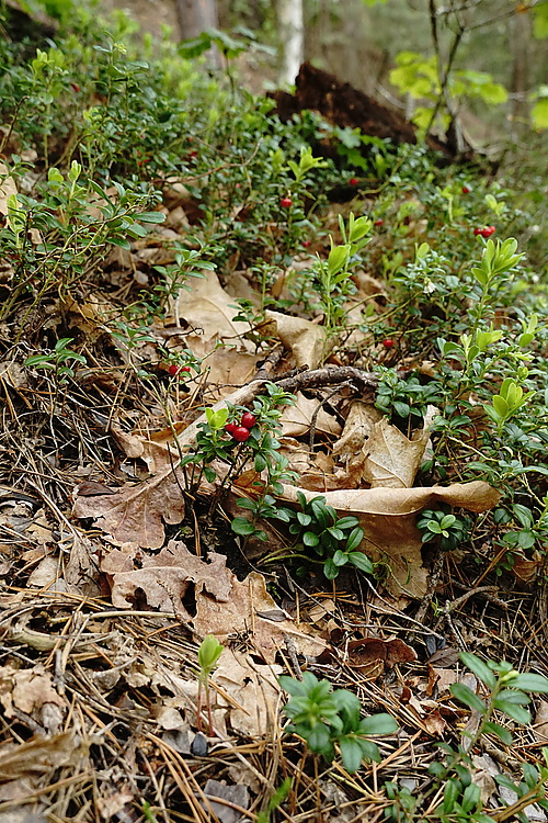 Preißelbeeren im Wald