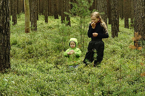 Mika und Janni essen Heidelbeeren im lausitzer Wald