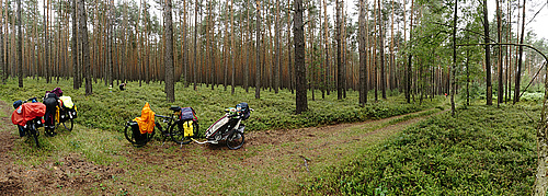 viele Heidelbeeren im lausitzer Wald