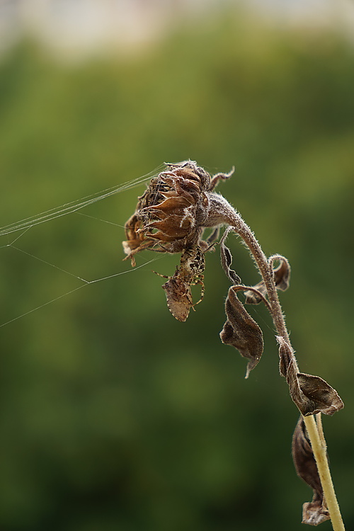 Gartenkreuzspinne hat saugt eine Stinkwanze aus