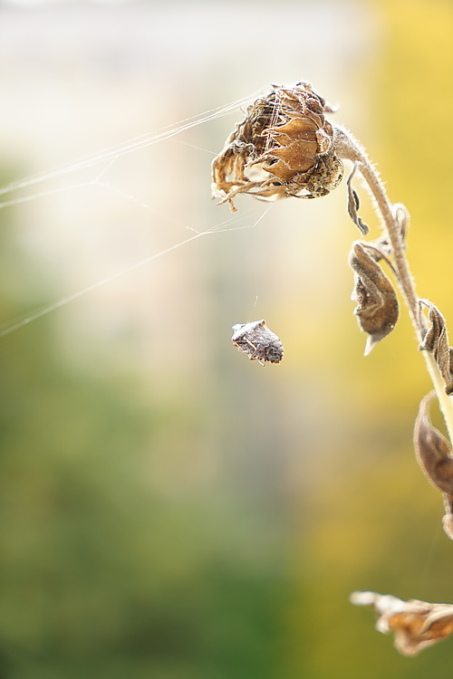 Gartenkreuzspinne hat die erbeutete Stinkwanze aufgehängt