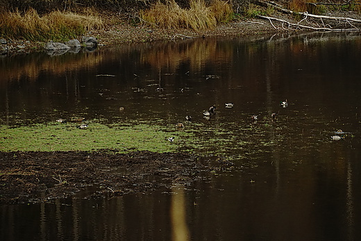 Enten auf dem Königshütter Stausee