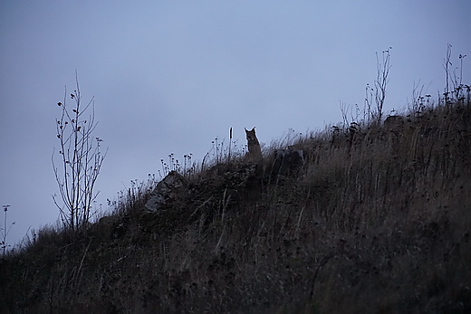 Luchs am Königshütter Stausee