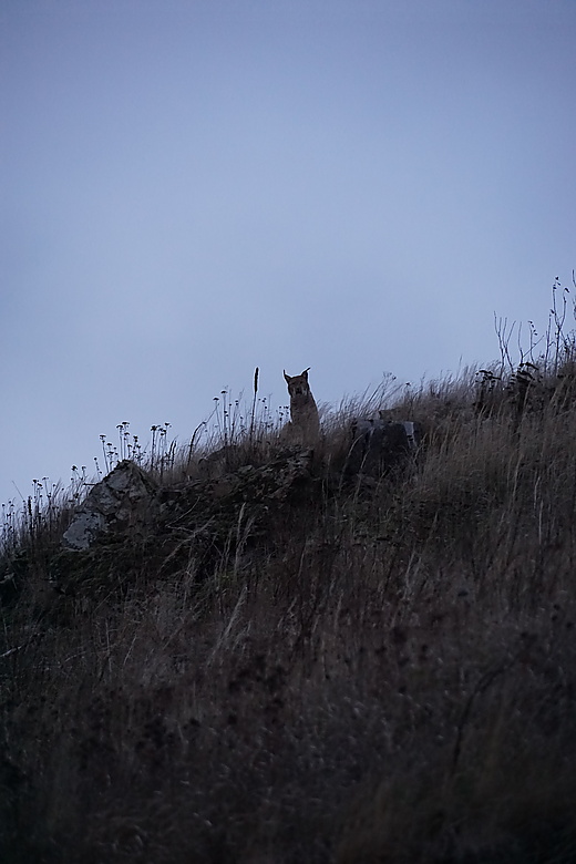 Luchs am Königshütter Stausee