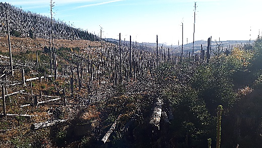Verheerungen den Borkenkäfers am Brocken